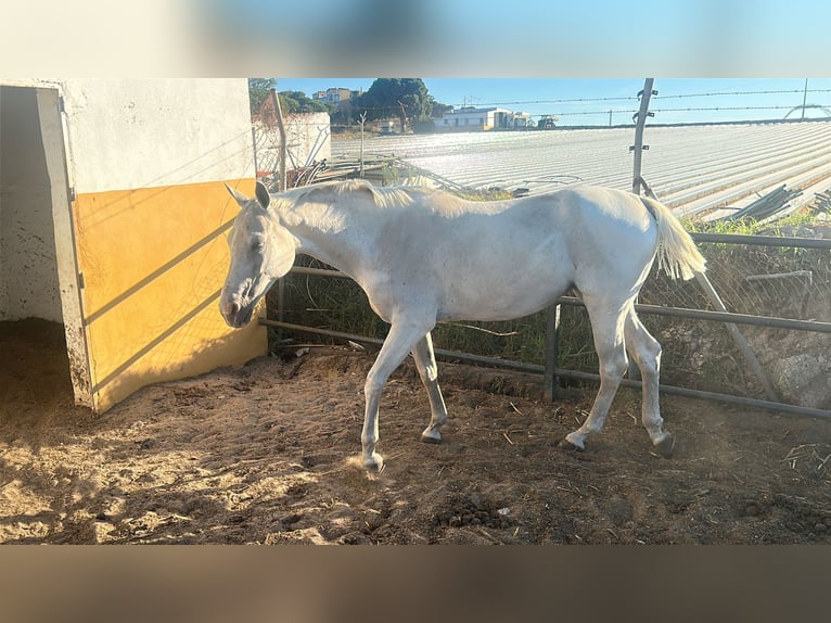 Anglo-Arabier Merrie 8 Jaar 160 cm Schimmel in Palos De La Frontera