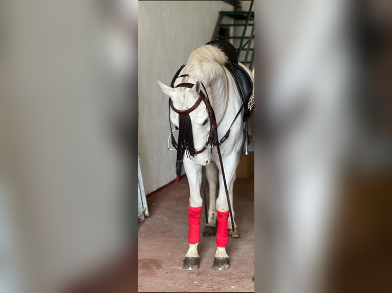 Anglo-Arabier Merrie 8 Jaar 160 cm Schimmel in Palos De La Frontera