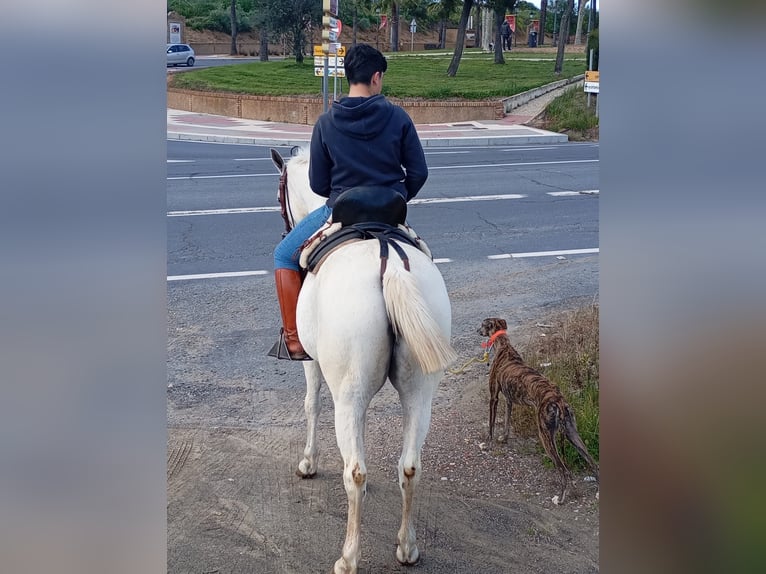 Anglo-Arabier Merrie 8 Jaar 160 cm Schimmel in Palos De La Frontera