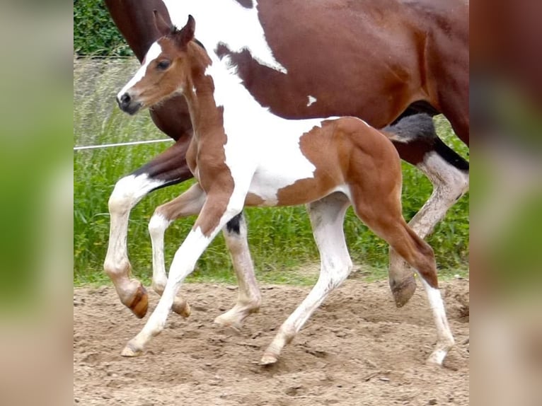 Anglo-Arabier Mix Merrie 8 Jaar 165 cm Gevlekt-paard in Wallbach