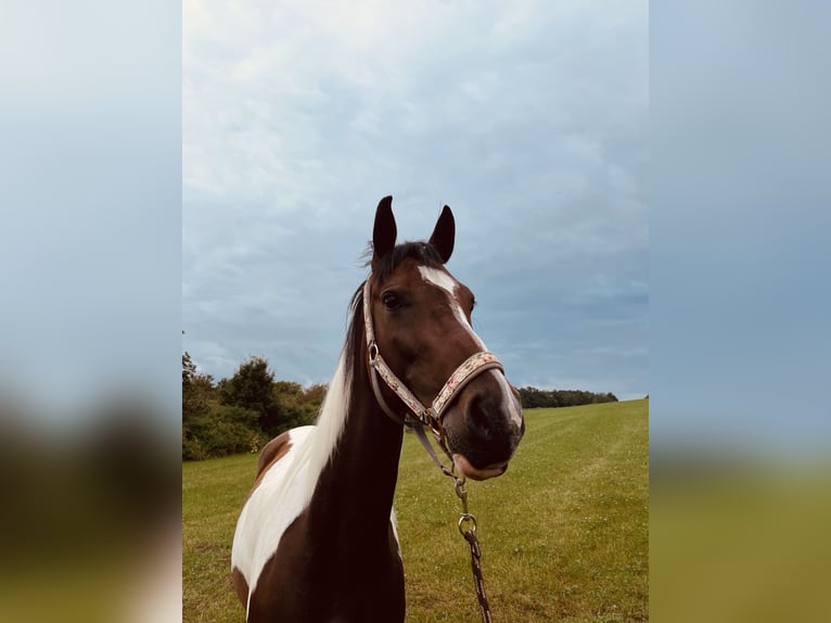 Anglo-Arabier Mix Merrie 8 Jaar 165 cm Gevlekt-paard in Wallbach