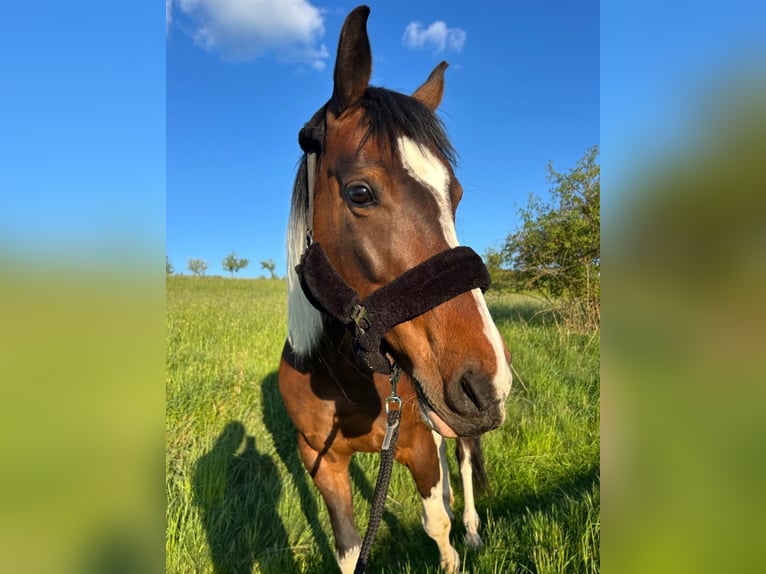 Anglo-Arabier Mix Merrie 9 Jaar 157 cm Gevlekt-paard in Utendorf