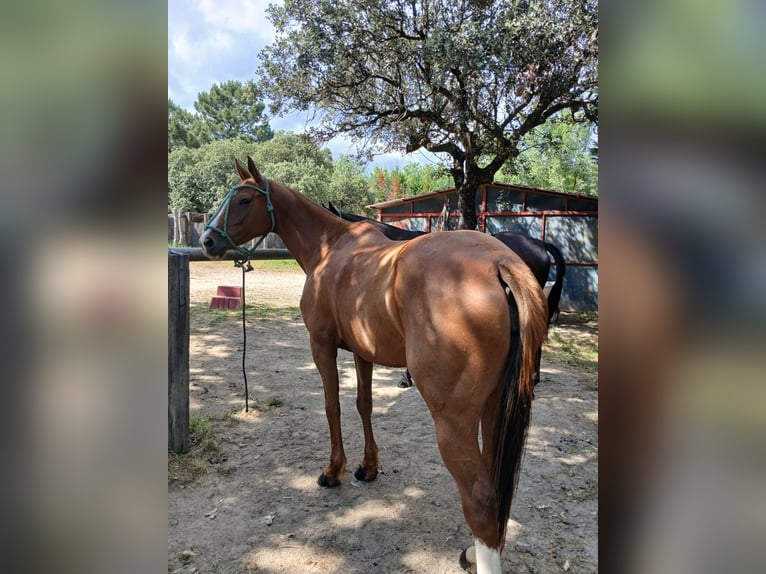 Anglo-Arabier Merrie 9 Jaar 165 cm Donkere-vos in Oviedo