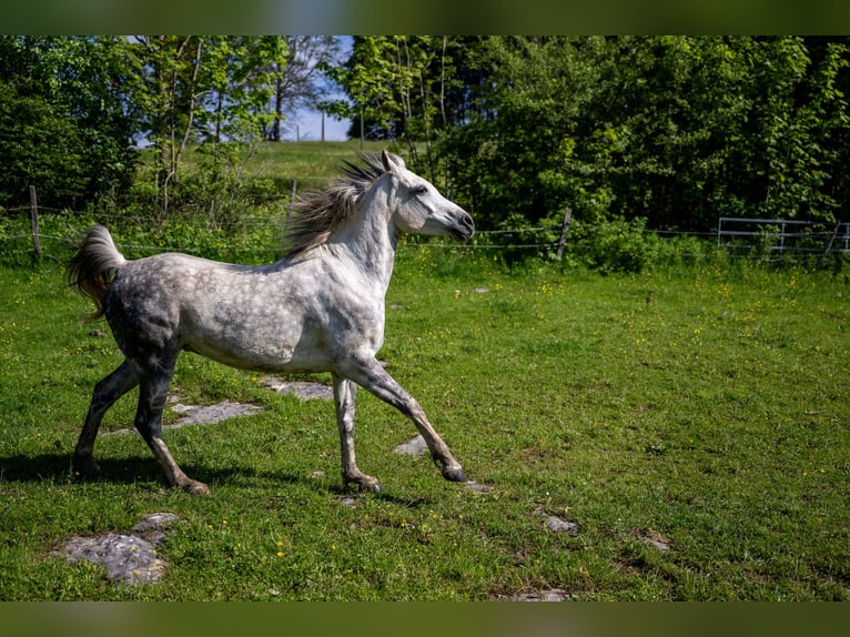 Anglo-Arabier Ruin 10 Jaar 150 cm Schimmel in Corcelles BE