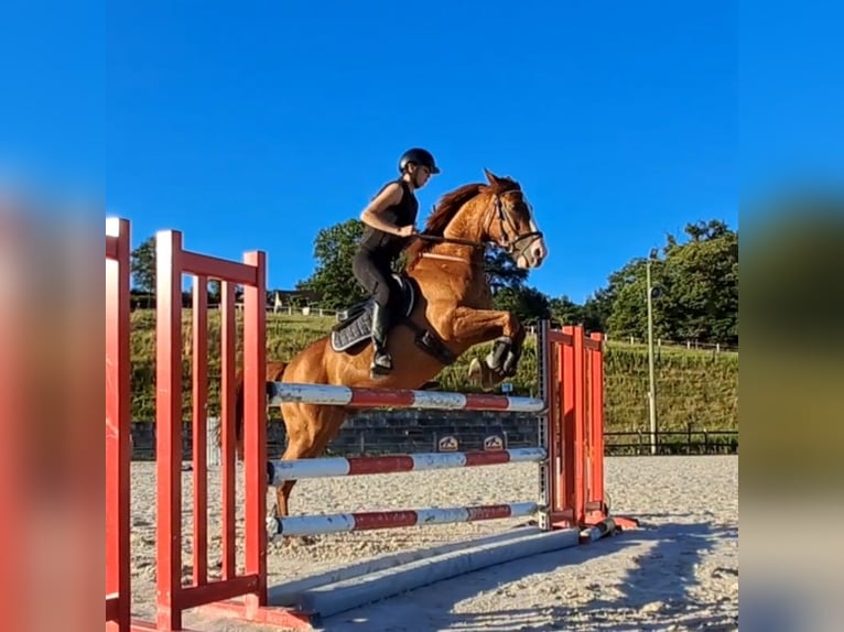 Anglo-Arabier Mix Ruin 10 Jaar 155 cm Vos in Malemort