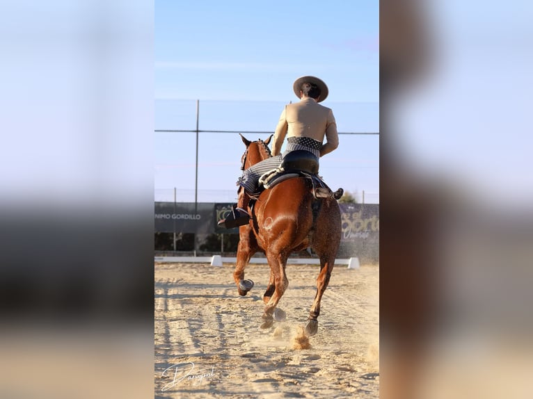 Anglo-Arabier Ruin 10 Jaar 164 cm Bruin in Galaroza (Huelva)