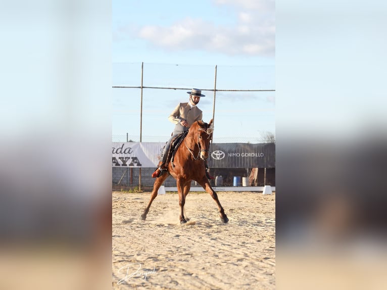 Anglo-Arabier Ruin 10 Jaar 164 cm Bruin in Galaroza (Huelva)