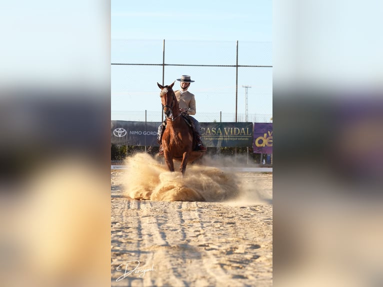 Anglo-Arabier Ruin 10 Jaar 164 cm Bruin in Galaroza (Huelva)