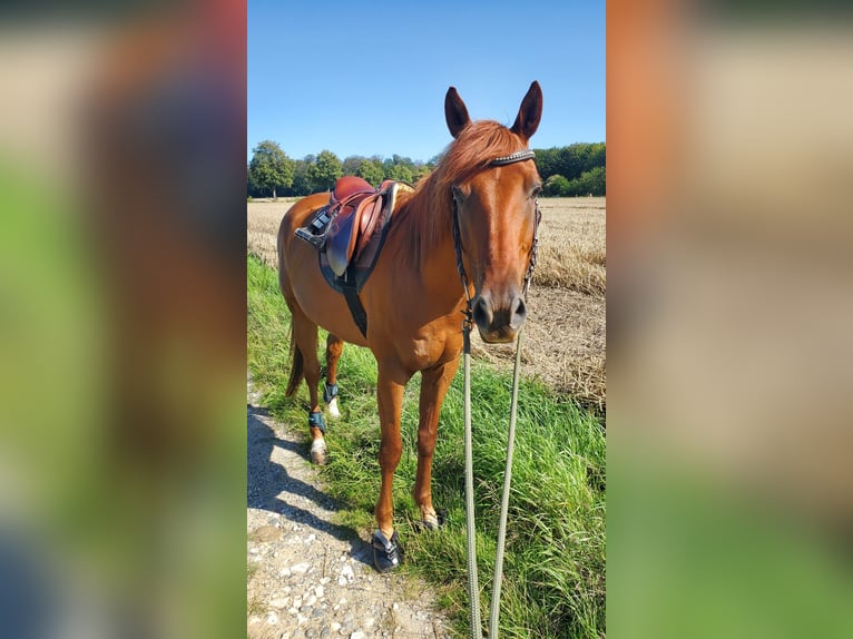 Anglo-Arabier Ruin 11 Jaar 154 cm Vos in Cremlingen