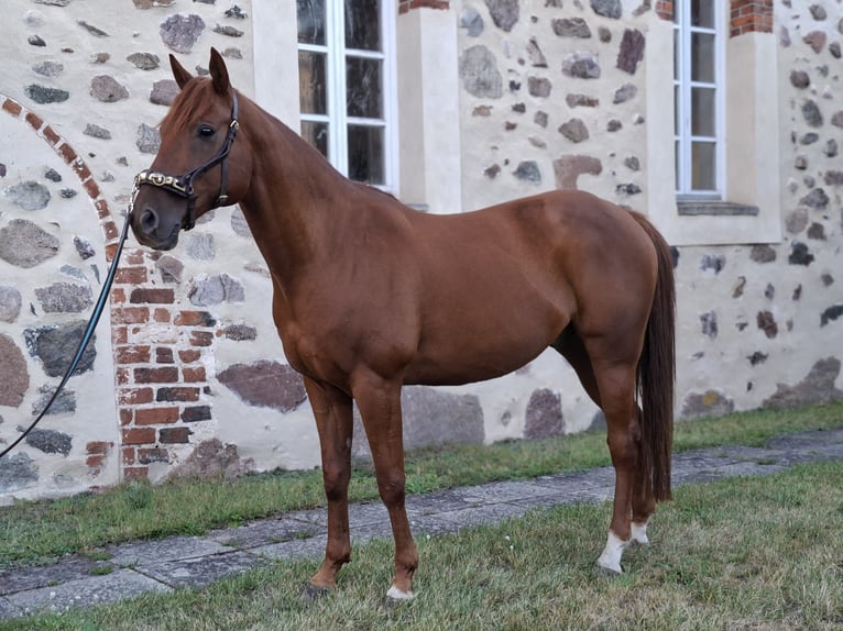 Anglo-Arabier Ruin 11 Jaar 154 cm Vos in Cremlingen
