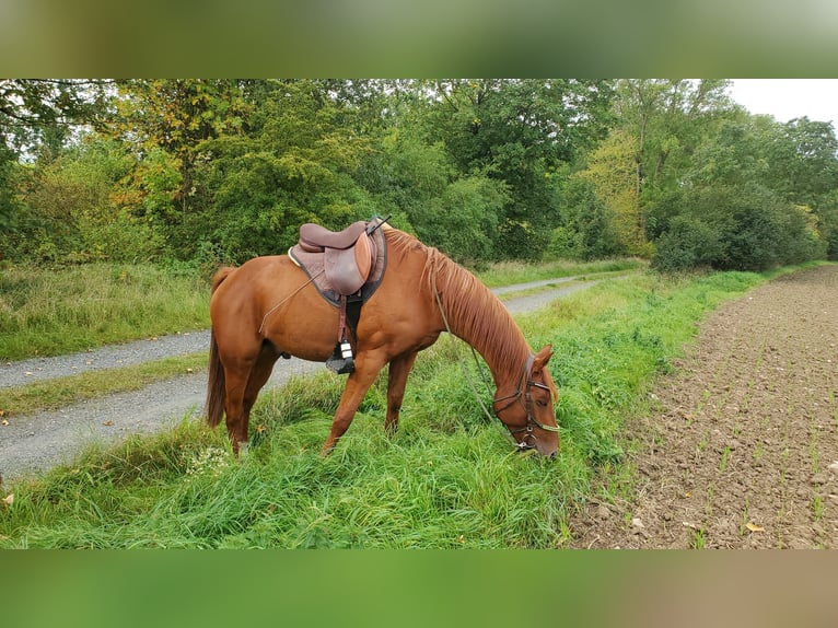 Anglo-Arabier Ruin 11 Jaar 154 cm Vos in Cremlingen