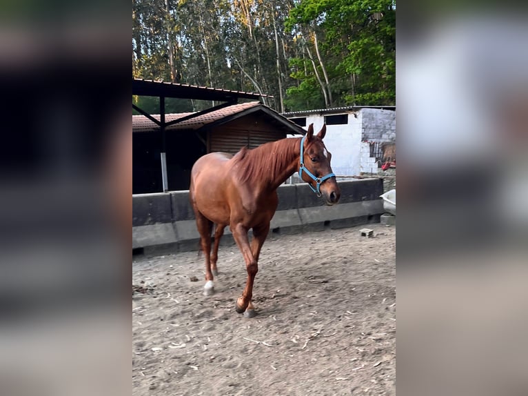 Anglo-Arabier Ruin 11 Jaar 170 cm Vos in Pontevedra