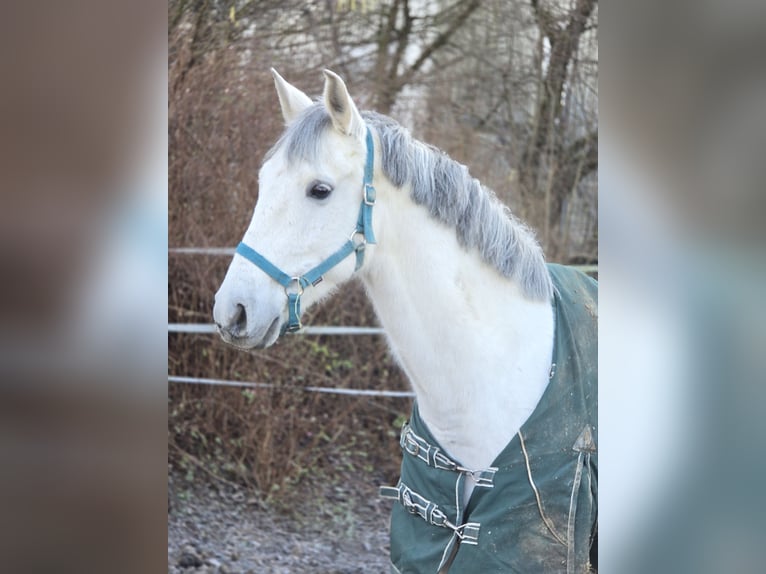 Anglo-Arabier Ruin 12 Jaar 153 cm Schimmel in Schwäbisch Gmünd