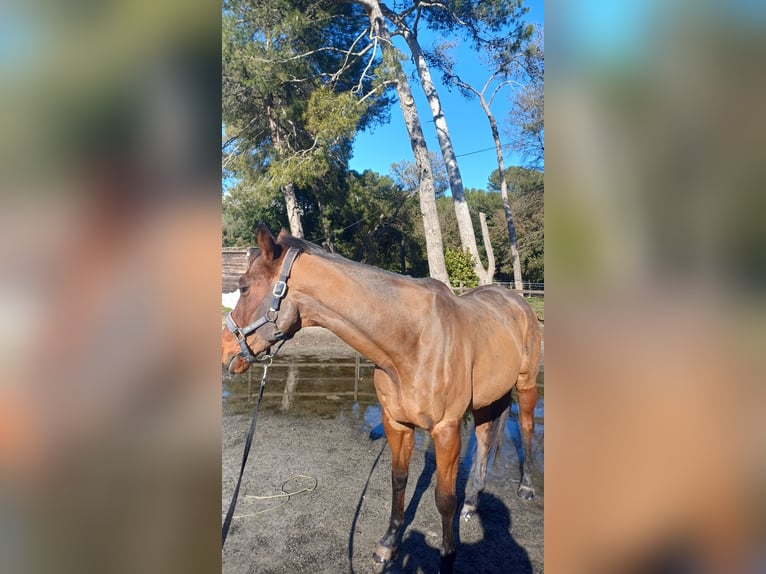 Anglo-Arabier Ruin 12 Jaar 162 cm Bruin in Cagnes-sur-Mer