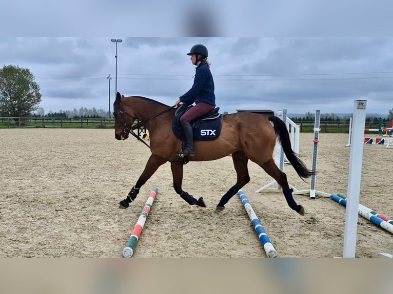 Anglo-Arabier Ruin 12 Jaar 162 cm Bruin in Cagnes-sur-Mer