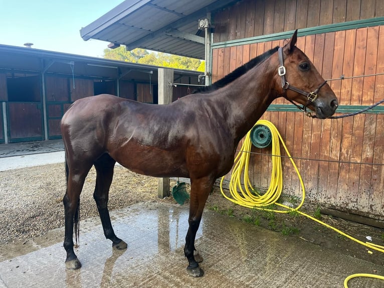 Anglo-Arabier Ruin 12 Jaar 162 cm Bruin in Cagnes-sur-Mer
