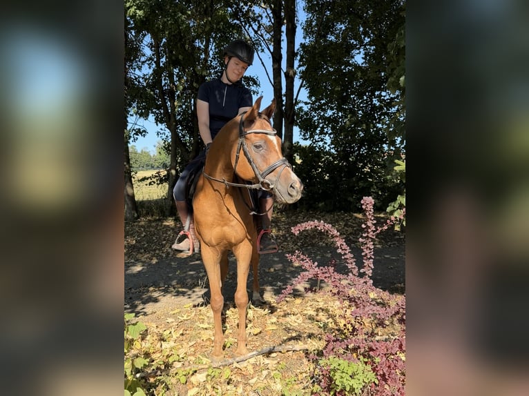 Anglo-Arabier Ruin 13 Jaar 153 cm Vos in Davidschlag