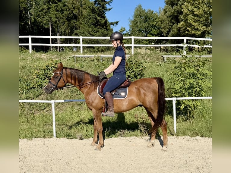 Anglo-Arabier Ruin 13 Jaar 153 cm Vos in Davidschlag