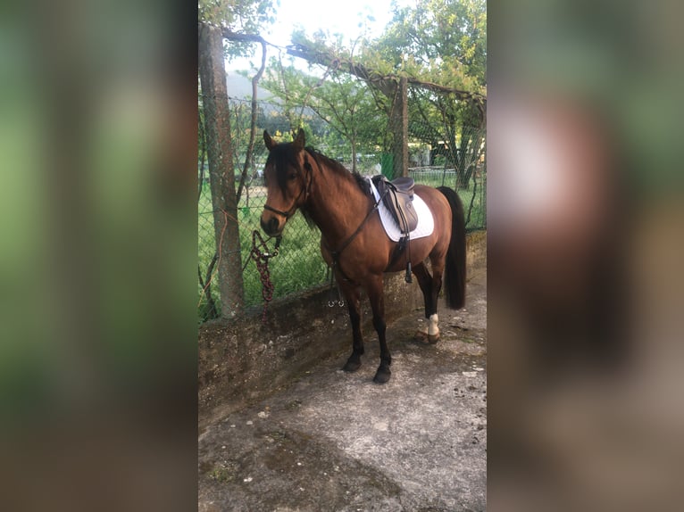 Anglo-Arabier Ruin 16 Jaar 160 cm Bruin in Nebra