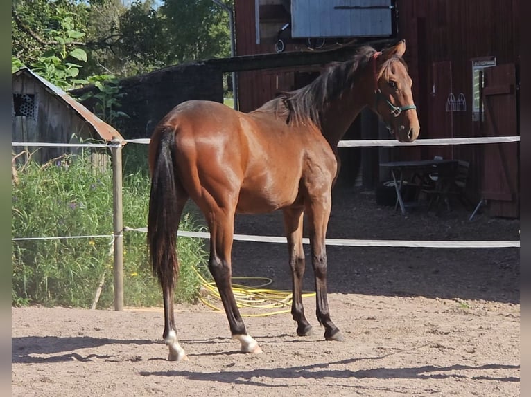 Anglo-Arabier Ruin 1 Jaar 160 cm Bruin in J&#xF6;nk&#xF6;ping