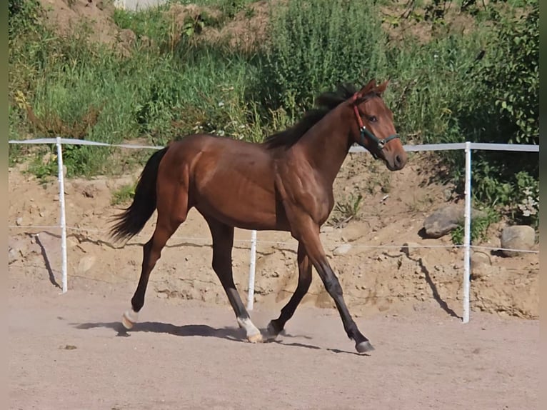 Anglo-Arabier Ruin 1 Jaar 160 cm Bruin in J&#xF6;nk&#xF6;ping