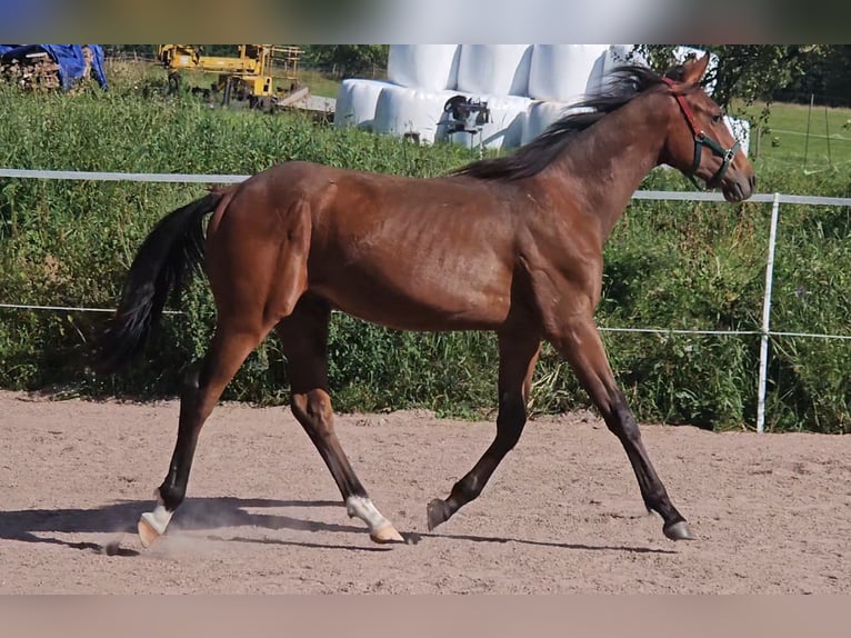 Anglo-Arabier Ruin 1 Jaar 160 cm Bruin in J&#xF6;nk&#xF6;ping
