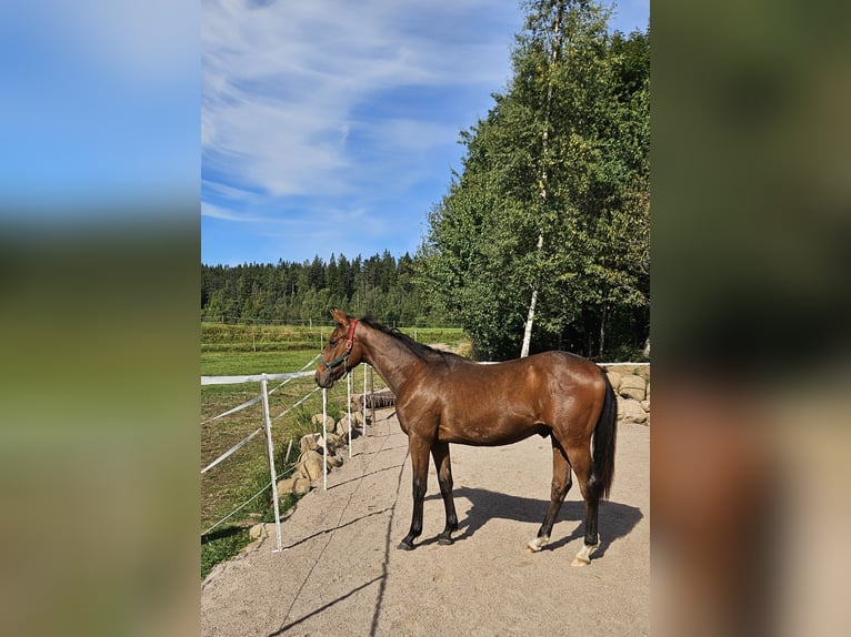 Anglo-Arabier Ruin 1 Jaar 160 cm Bruin in J&#xF6;nk&#xF6;ping
