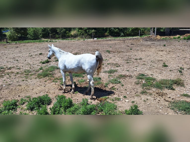 Anglo-Arabier Ruin 21 Jaar 171 cm Schimmel in Calaf