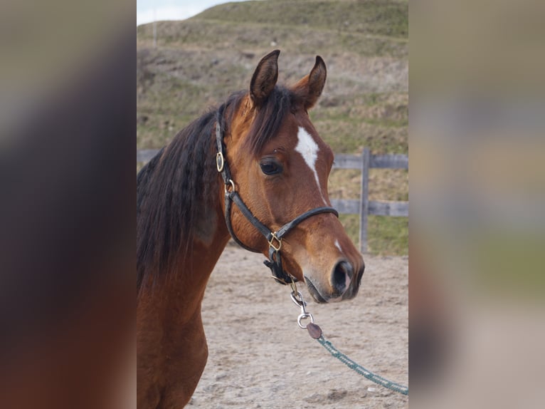 Anglo-Arabier Ruin 2 Jaar 158 cm Bruin in Achenkirch