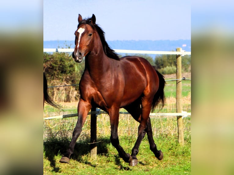 Anglo-Arabier Ruin 2 Jaar 160 cm Donkerbruin in Kehl