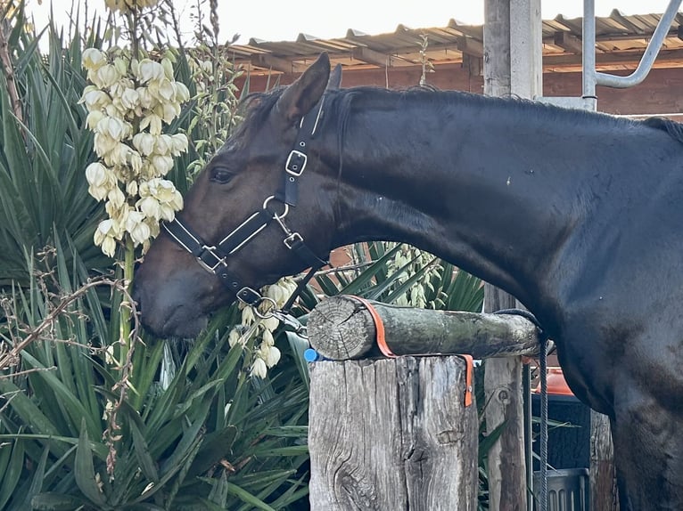 Anglo-Arabier Ruin 2 Jaar Bruin in Nîmes