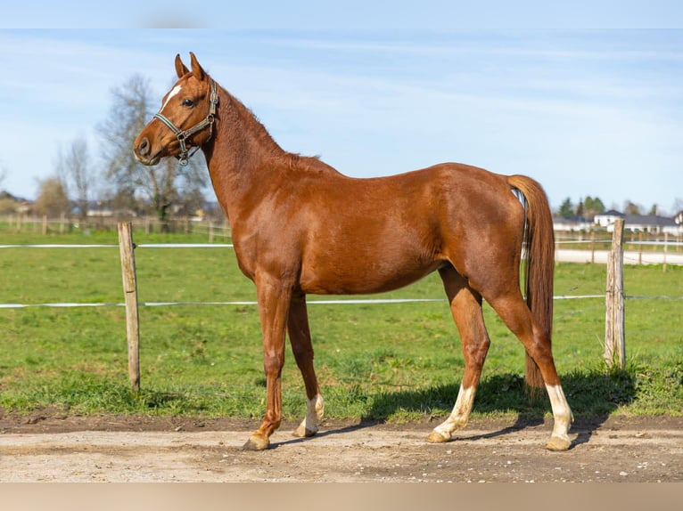 Anglo-Arabier Ruin 3 Jaar 154 cm Vos in Bénéjacq