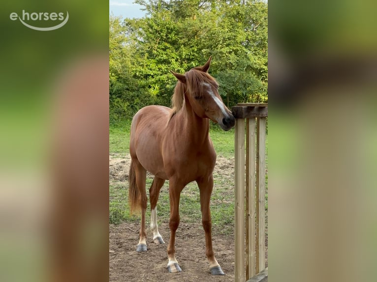 Anglo-Arabier Ruin 3 Jaar 156 cm Vos in Saint Joseph