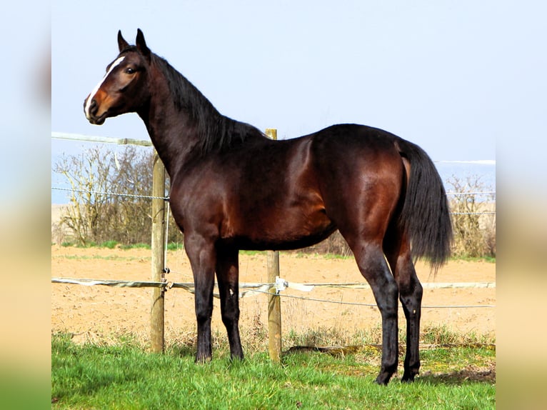 Anglo-Arabier Ruin 3 Jaar 160 cm Zwartbruin in Kehl