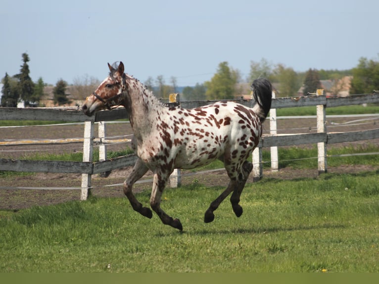 Anglo-Arabier Mix Ruin 3 Jaar 165 cm Appaloosa in Santok