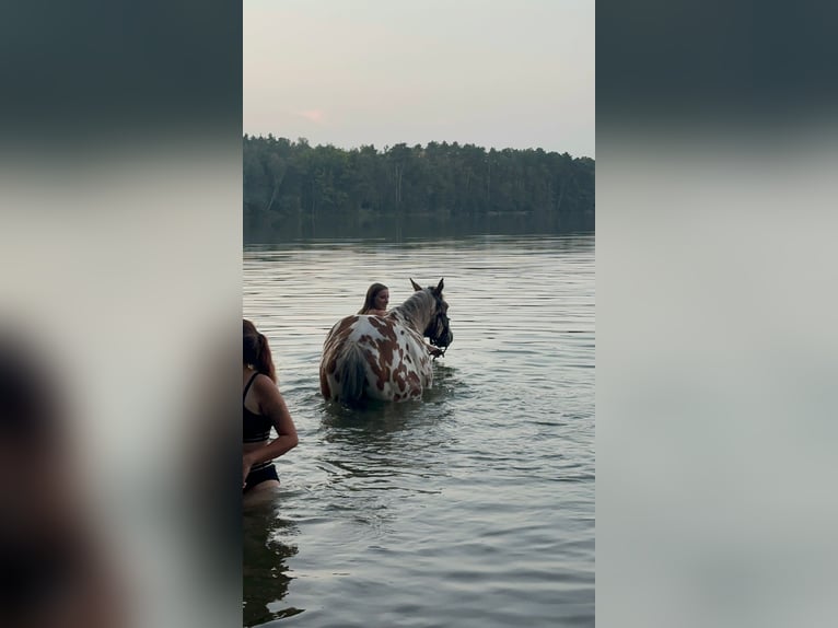 Anglo-Arabier Mix Ruin 3 Jaar 165 cm Appaloosa in Santok