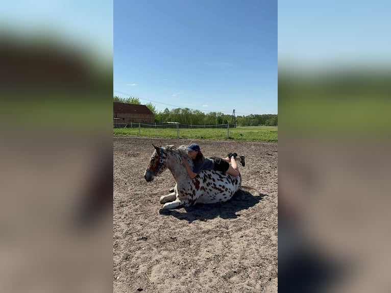 Anglo-Arabier Mix Ruin 4 Jaar 164 cm Appaloosa in Santok