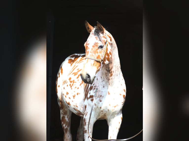 Anglo-Arabier Mix Ruin 4 Jaar 164 cm Appaloosa in Santok