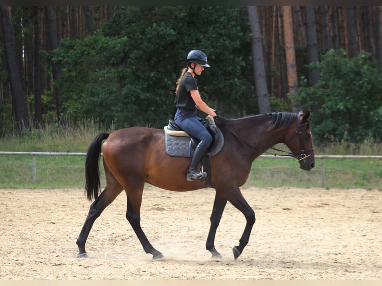 Anglo-Arabier Ruin 4 Jaar 168 cm Donkerbruin in Santok
