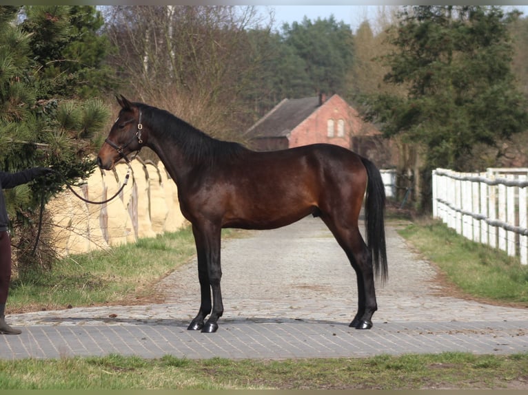 Anglo-Arabier Ruin 4 Jaar 168 cm Donkerbruin in Santok
