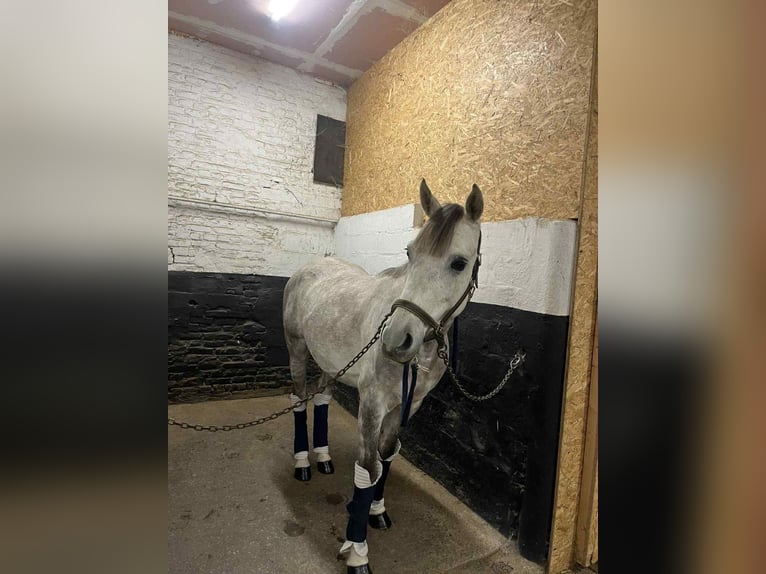 Anglo-Arabier Ruin 5 Jaar 146 cm Schimmel in Vlezenbeek