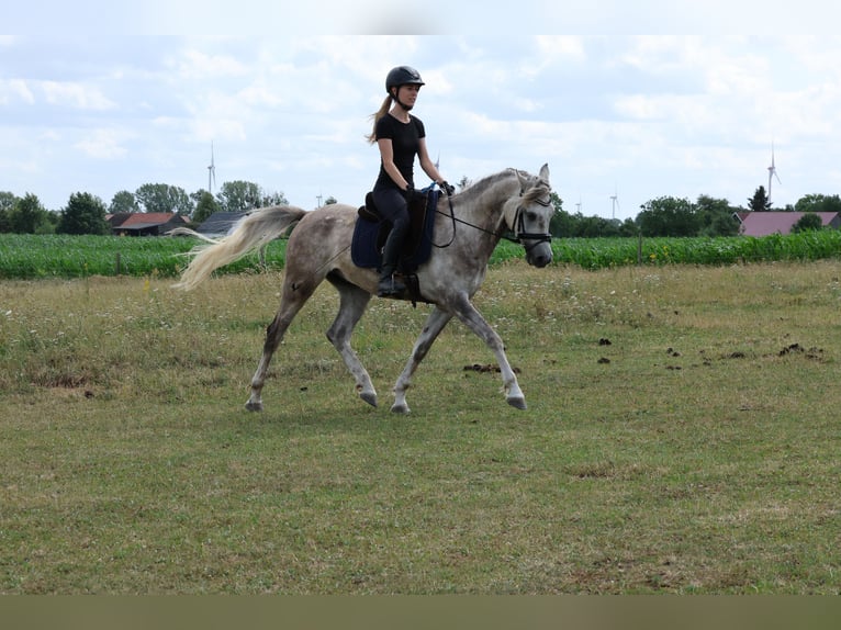 Anglo-Arabier Ruin 5 Jaar 154 cm Appelschimmel in Rehfelde WerderPrötzel