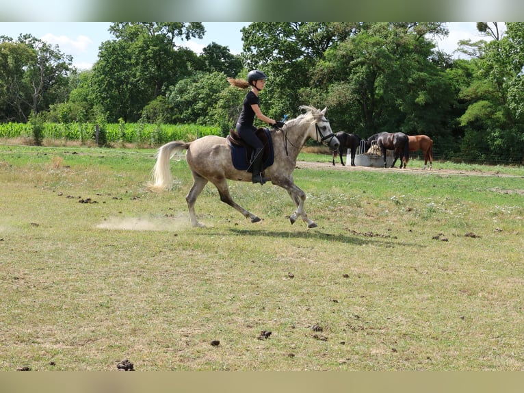 Anglo-Arabier Ruin 5 Jaar 154 cm Appelschimmel in Rehfelde WerderPrötzel