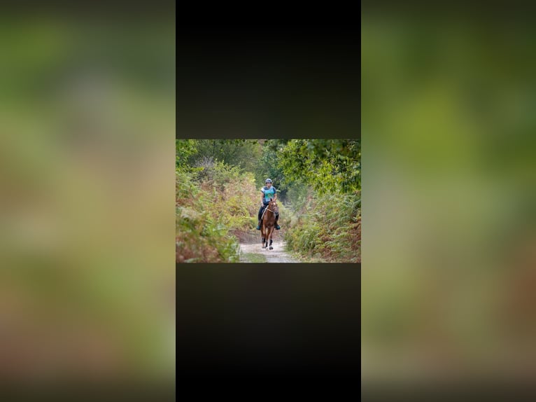 Anglo-Arabier Ruin 5 Jaar 156 cm Donkere-vos in Châteauroux