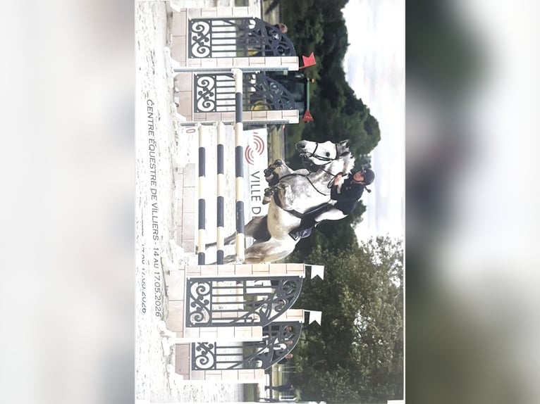 Anglo-Arabier Ruin 5 Jaar 160 cm Schimmel in saint yrieix les bois