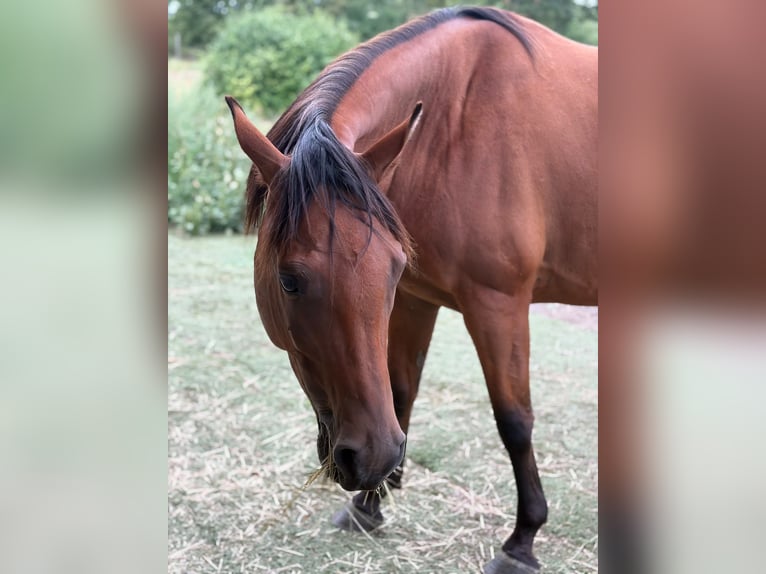 Anglo-Arabier Mix Ruin 5 Jaar 163 cm Donkerbruin in Magdeburg