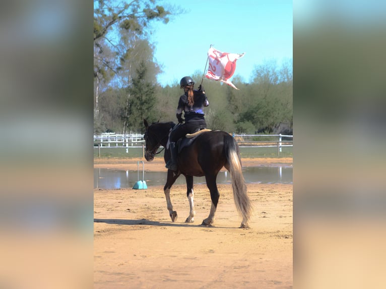 Anglo-Arabier Ruin 5 Jaar 170 cm Gevlekt-paard in Santok