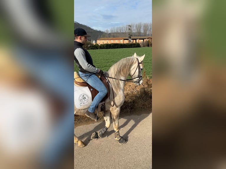 Anglo-Arabier Ruin 6 Jaar 160 cm Schimmel in Cardona