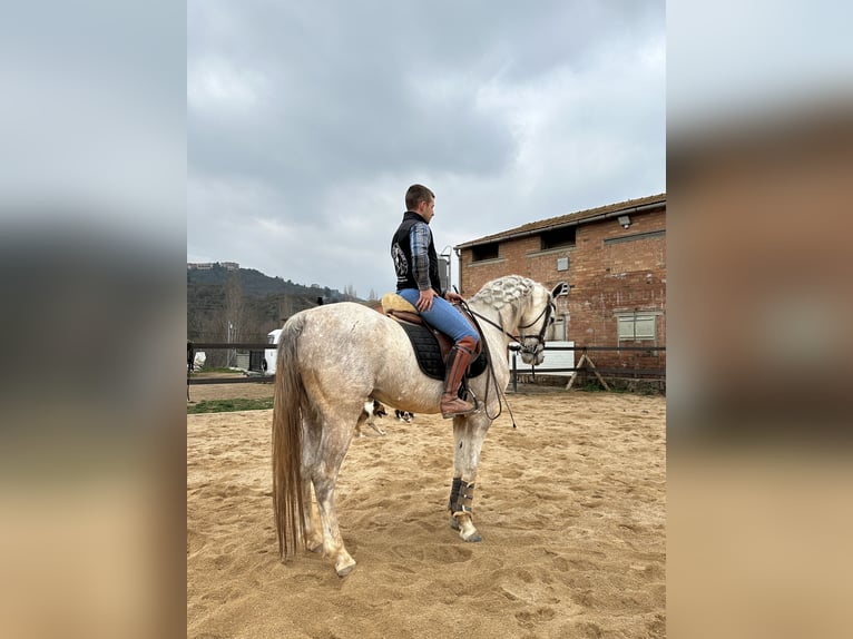 Anglo-Arabier Ruin 6 Jaar 160 cm Schimmel in Cardona