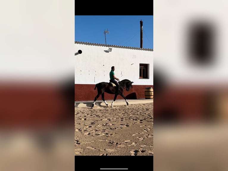 Anglo-Arabier Mix Ruin 6 Jaar 163 cm Zwart in Fitero